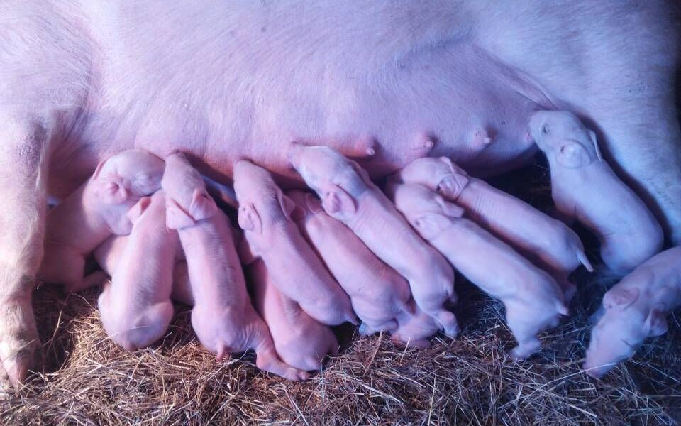 掌握好分娩舍十二大饲养管理细节,轻松养好母猪-百畜兴旺(山东)畜牧科技有限责任公司